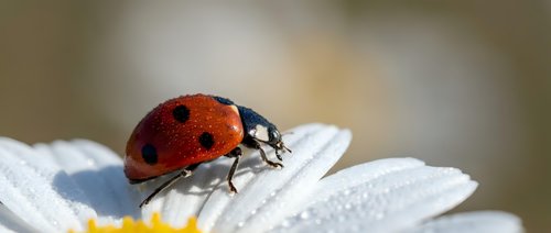 Red ladybug beetle crawling on white daisy flower petals in garden macro photography nature insect wildlife spring summer outdoor botanical closeup.