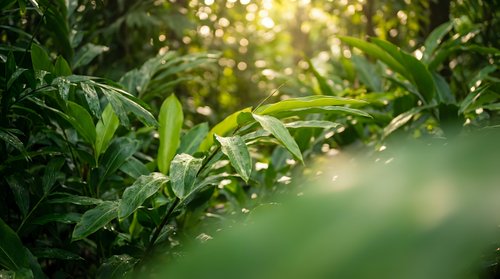 Lush green tropical foliage with sunlight filtering through leaves creating natural bokeh effect in dense jungle vegetation.