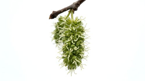 Hanging moss plant on branch isolated on white background, ready for botanical and nature design projects.