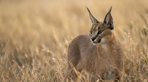 Caracal wild cat sitting alert in golden dry grass savanna, showcasing tufted ears and sleek tawny fur in natural habitat.