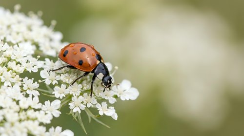 Red ladybug beetle on white flower blossoms with soft green background. Macro nature photography showing insect pollinator on delicate petals.