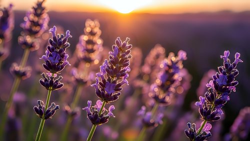 Purple lavender flowers blooming in field during golden sunset with warm light and mountain landscape background for aromatherapy and wellness concepts.