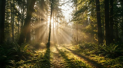 Sunlight streams through tall forest trees creating dramatic rays of light across a woodland path surrounded by lush green vegetation and golden morning glow.