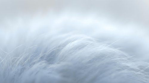 Close-up of soft white feathers with delicate texture and gentle curves, suitable for wellness, spa, and comfort-themed designs.