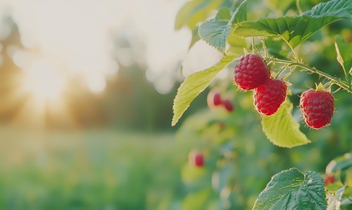Fresh ripe raspberries growing on bush with green leaves in morning sunlight. Natural organic berry farm background with soft bokeh and copy space.