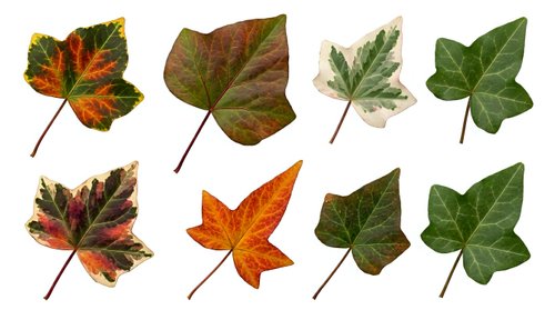 Collection of autumn leaves in various stages from green to colorful fall foliage, isolated on white background for seasonal design projects.
