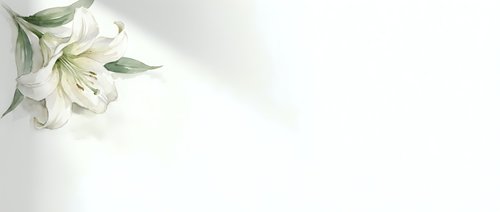 White lily flowers with green leaves isolated on white background, ready for design projects, wedding invitations, greeting cards, and floral arrangements.