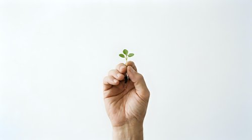 Hand holding small green plant sprout against white background symbolizing growth, sustainability, environmental care and new beginnings concept.