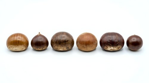 Isolated chestnuts in various sizes and brown tones arranged in a row on white background, suitable for food packaging, culinary design, and autumn-themed projects.