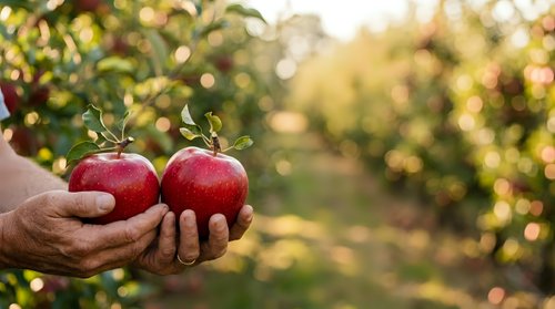 Fresh red apples held in farmer's hands in orchard during harvest season with blurred green trees and sunlight in background for agriculture and farming content.