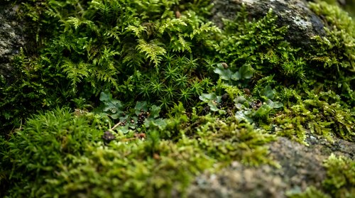 Lush green moss growing on weathered stone surface creating natural textured background for organic gardening and botanical projects.