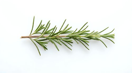 Fresh rosemary sprig with green needle-like leaves on brown stem, isolated on white background for culinary, cooking, and herb design projects.