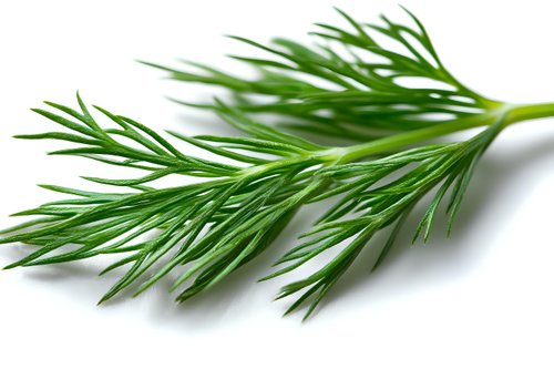 Fresh green dill branch with feathery leaves isolated on white background. Natural organic herb for cooking and garnishing food, macro photography.