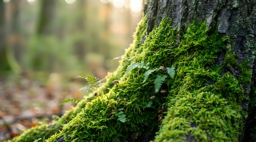 Vibrant green moss growing on tree bark in forest with soft bokeh background creating peaceful natural woodland atmosphere for environmental concepts.