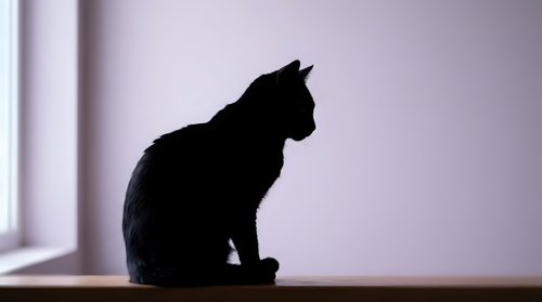 Cat silhouette sitting by window in soft natural light creating peaceful domestic scene for home decor and pet-themed designs.