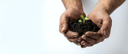 Male hands gently holding fresh green seedling in rich dark soil against clean white background, symbolizing growth, sustainability and environmental care.
