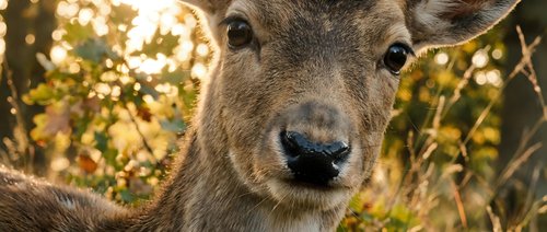 Close-up portrait of young deer with soft brown eyes in golden autumn sunlight. Wildlife photography capturing natural beauty and peaceful forest moment.