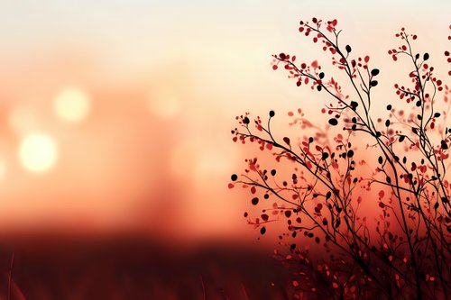 Delicate plant silhouette against dramatic sunset sky in coral and pink tones, creating moody nature atmosphere with soft bokeh light effects in background.