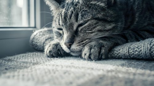 Sleepy tabby cat resting peacefully on soft blanket by window. Cozy domestic pet relaxation scene with natural lighting for home decor concepts.