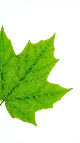 Fresh green maple leaf with detailed veins isolated on white background for nature design projects and botanical illustrations.