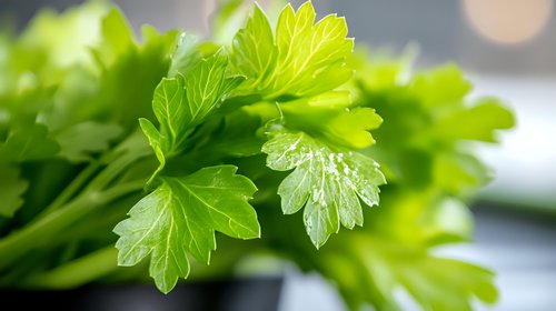 Fresh parsley leaves with water drops in macro view, vibrant green herb showing detailed texture and natural moisture on crisp foliage.