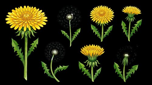 Dandelion and gerbera daisy flowers isolated on transparent background, ready for t-shirt design, clipart, stickers, sublimation and print-on-demand projects.