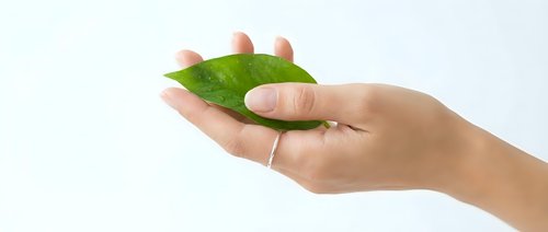 Hand holding fresh green leaf on white background symbolizing environmental care, sustainability and natural protection concept for eco-friendly designs.