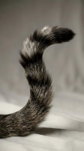 Striped cat tail with detailed fur texture in monochrome photography showing natural feline anatomy and movement against soft neutral background.