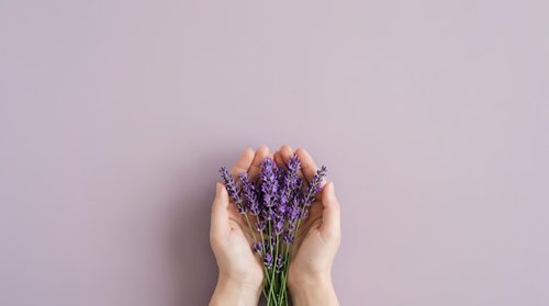 Hands holding fresh lavender bunch on pastel background, suitable for wellness, spa, and botanical design projects.