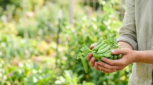 Farmer holding fresh green beans harvested from organic garden, sustainable agriculture and local produce concept.