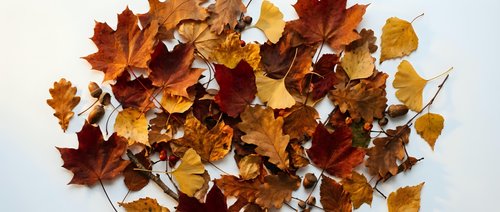 Colorful autumn leaves collection in warm orange, red, yellow and brown tones scattered on white background. Natural fall foliage for seasonal designs.