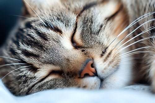 Peaceful sleeping tabby cat face closeup showing whiskers, nose and closed eyes against soft blue bedding, capturing serene feline rest moment.