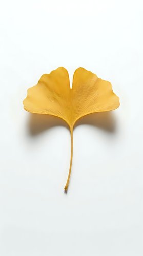 Single golden ginkgo leaf isolated on white background with natural autumn coloring and detailed texture for seasonal design projects.