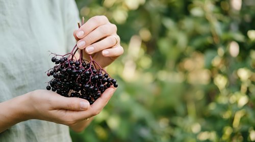Caucasian person holding freshly harvested blackberries with soil and roots attached, displaying organic farming and gardening produce for agricultural and food industry use.
