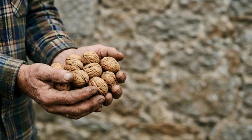 Farmer holding freshly harvested potatoes in cupped hands, showing agricultural produce and harvest season work for farming and gardening content.