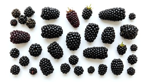 Fresh blackberries arranged on white background, isolated berries in various sizes ready for food, nutrition, and culinary design projects.