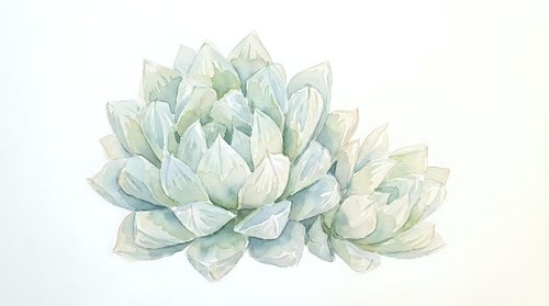 Watercolor illustration of pale green succulent plant with layered petals isolated on white background, suitable for botanical designs and decorative artwork.