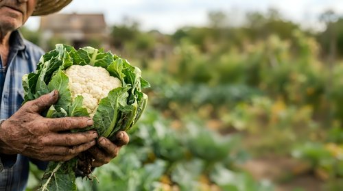 Farmer holding fresh cauliflower head in vegetable garden field. Organic produce harvest, agriculture and farming concept for food production and sustainable cultivation.