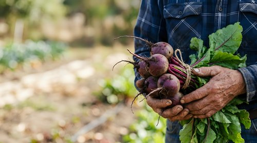 Farmer holding freshly harvested beets with soil and green leaves in hands at vegetable garden, agricultural produce and organic farming concept.
