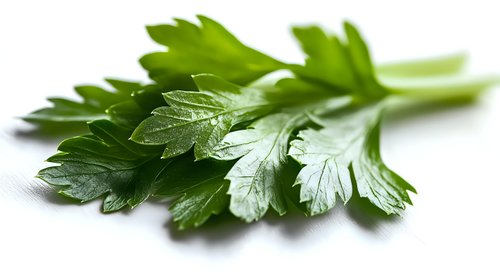Fresh green parsley leaves with water drops on white background, macro shot showing detailed texture and veins. Culinary herb isolated for food design.