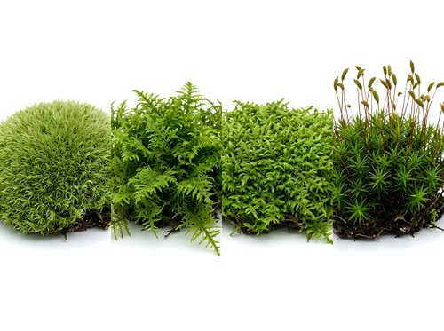 Collection of various moss species isolated on white background for botanical studies and natural design projects.