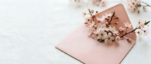Pink envelope with delicate white cotton flowers spilling out on white wooden background, romantic spring greeting card concept for weddings and celebrations.