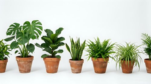 Collection of popular houseplants in terracotta pots including monstera, fiddle leaf fig, snake plant, and spider plant arranged on white surface for home decor.