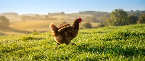 Brown hen walking on green grass field during golden hour sunrise with rolling hills and farmland landscape in background for agriculture concepts.