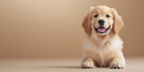 Adorable Golden Retriever puppy with cream-colored fur lying down on beige background, looking up with happy expression and tongue out, studio portrait.