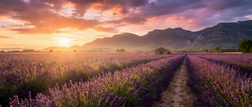 Lavender field at sunset with purple flowers in rows, mountain landscape background, golden hour lighting, agricultural countryside scenery for relaxation.
