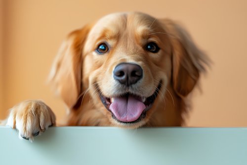Happy golden retriever dog with bright blue eyes and friendly smile peeking over light blue surface against warm beige background, showing paws and expressive face.