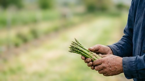 Farmer holding fresh green onions or scallions in hands outdoors in vegetable garden, suitable for agriculture, farming, and organic produce marketing.