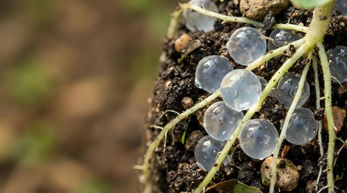 Translucent spherical eggs clustered on a moss-covered branch with soil, depicting early stage insect or amphibian reproduction in natural woodland habitat.