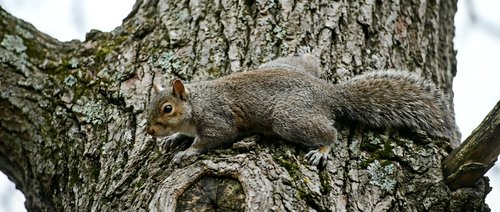 Squirrel climbing on textured tree bark with moss, wildlife photography for nature and animal content.